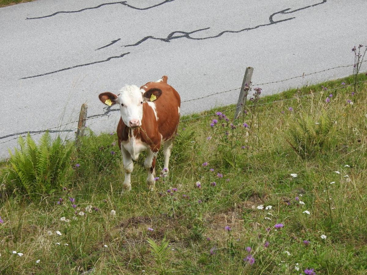 Zauneralm Aich  Zewnętrze zdjęcie
